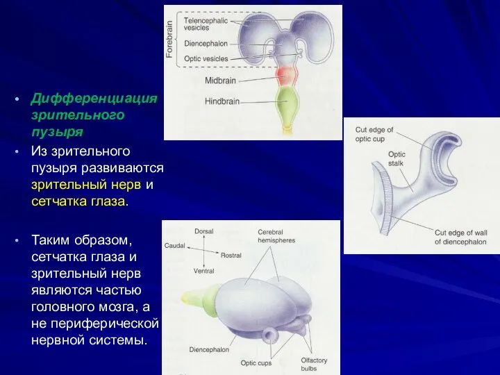 Дифференциация зрительного пузыря Из зрительного пузыря развиваются зрительный нерв и сетчатка глаза.