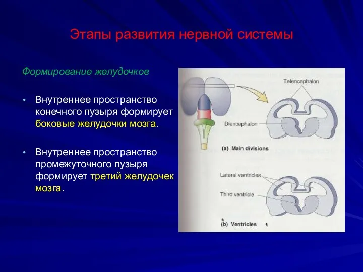 Этапы развития нервной системы Формирование желудочков Внутреннее пространство конечного пузыря формирует боковые