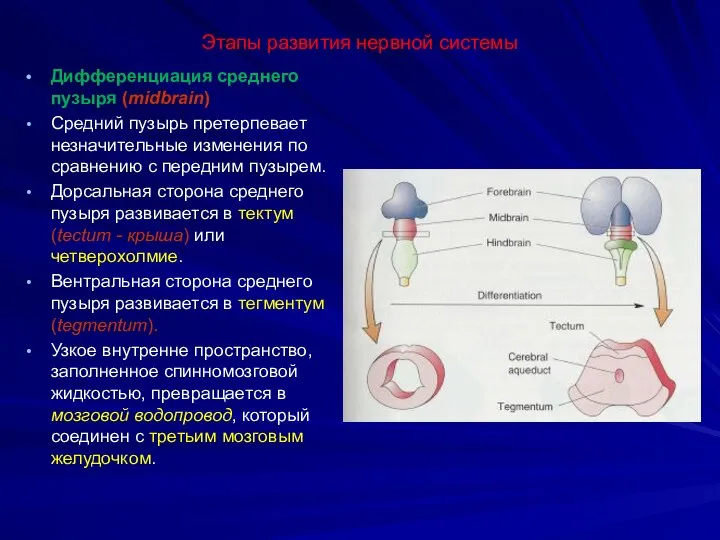 Этапы развития нервной системы Дифференциация среднего пузыря (midbrain) Средний пузырь претерпевает незначительные