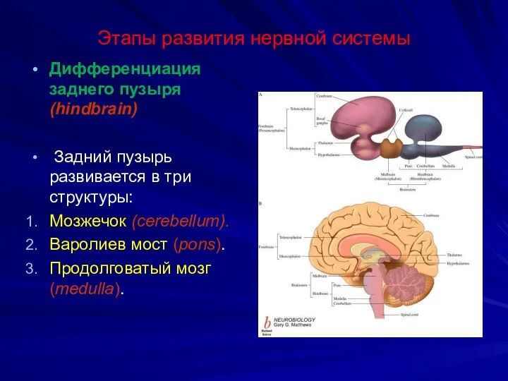 Этапы развития нервной системы Дифференциация заднего пузыря (hindbrain) Задний пузырь развивается в