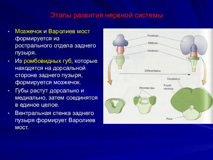 Этапы развития нервной системы Мозжечок и Варолиев мост формируется из рострального отдела