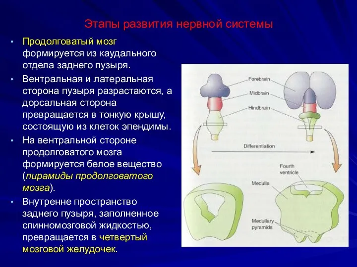 Этапы развития нервной системы Продолговатый мозг формируется из каудального отдела заднего пузыря.