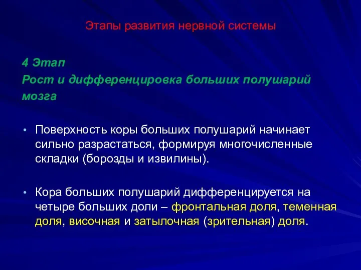 Этапы развития нервной системы 4 Этап Рост и дифференцировка больших полушарий мозга