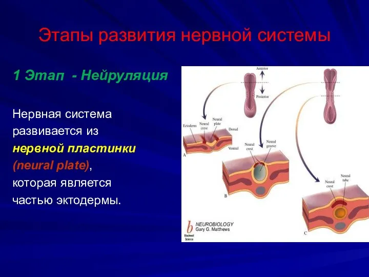 Этапы развития нервной системы 1 Этап - Нейруляция Нервная система развивается из