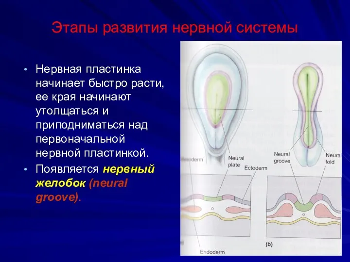 Этапы развития нервной системы Нервная пластинка начинает быстро расти, ее края начинают