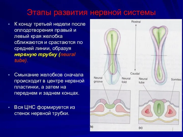 Этапы развития нервной системы К концу третьей недели после оплодотворения правый и