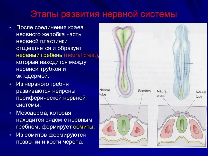 Этапы развития нервной системы После соединения краев нервного желобка часть нервной пластинки