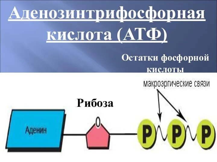 Аденозинтрифосфорная кислота (АТФ) Рибоза Остатки фосфорной кислоты