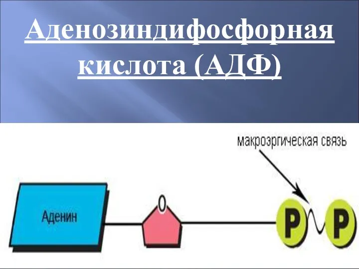 Аденозиндифосфорная кислота (АДФ)