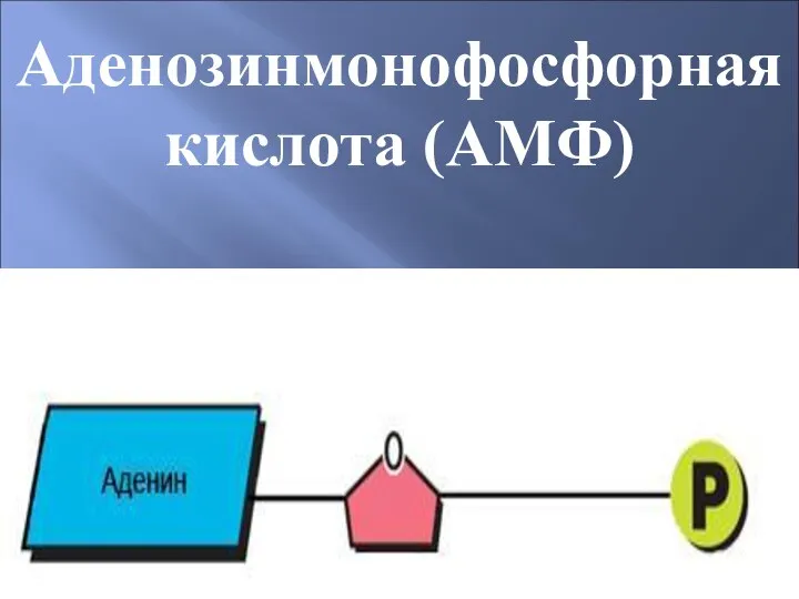 Аденозинмонофосфорная кислота (АМФ)