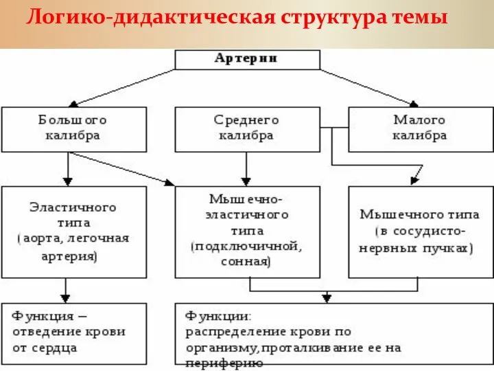 Логико-дидактическая структура темы