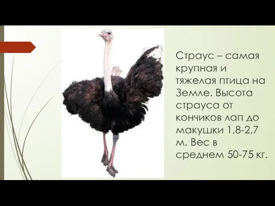 Страус – самая крупная и тяжелая птица на Земле. Высота страуса от