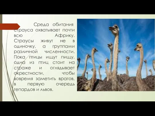 Среда обитания страуса охватывает почти всю Африку. Страусы живут не в одиночку,