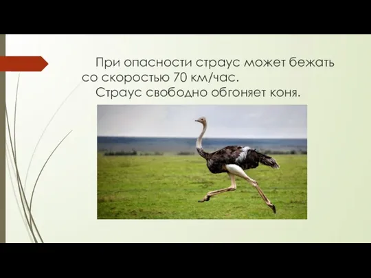 При опасности страус может бежать со скоростью 70 км/час. Страус свободно обгоняет коня.