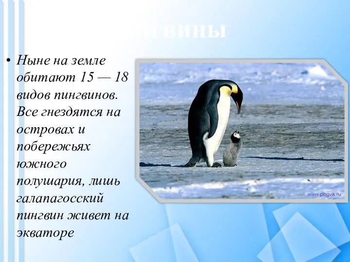 Ныне на земле обитают 15 — 18 видов пингвинов. Все гнездятся на