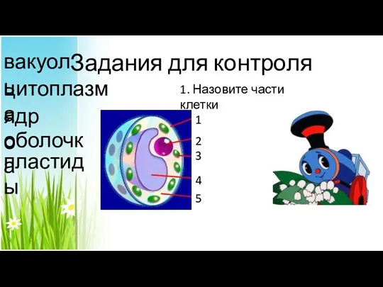 Задания для контроля 1. Назовите части клетки 1 2 3 4 5