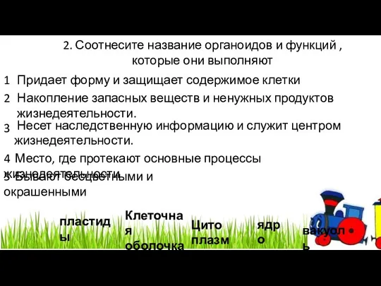 2. Соотнесите название органоидов и функций , которые они выполняют Придает форму