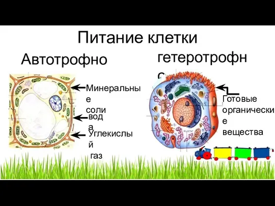 Питание клетки Автотрофное гетеротрофное вода Минеральные соли Углекислый газ Готовые органические вещества