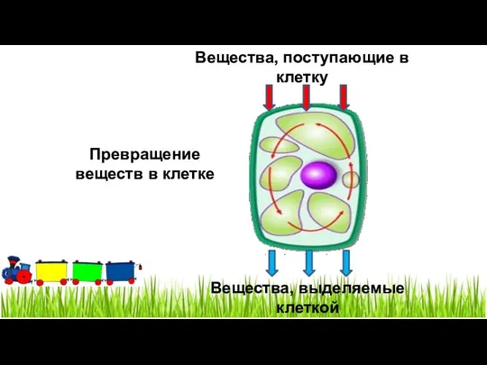 Превращение веществ в клетке Вещества, поступающие в клетку Вещества, выделяемые клеткой