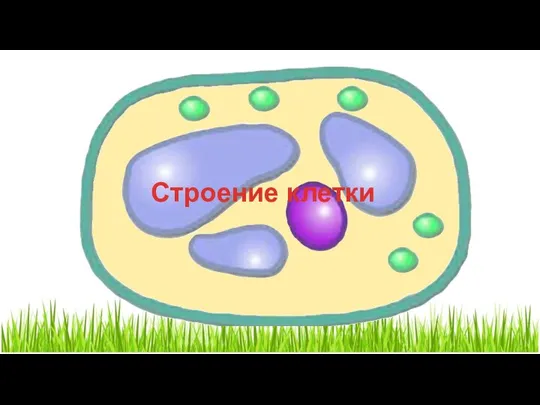 Строение клетки