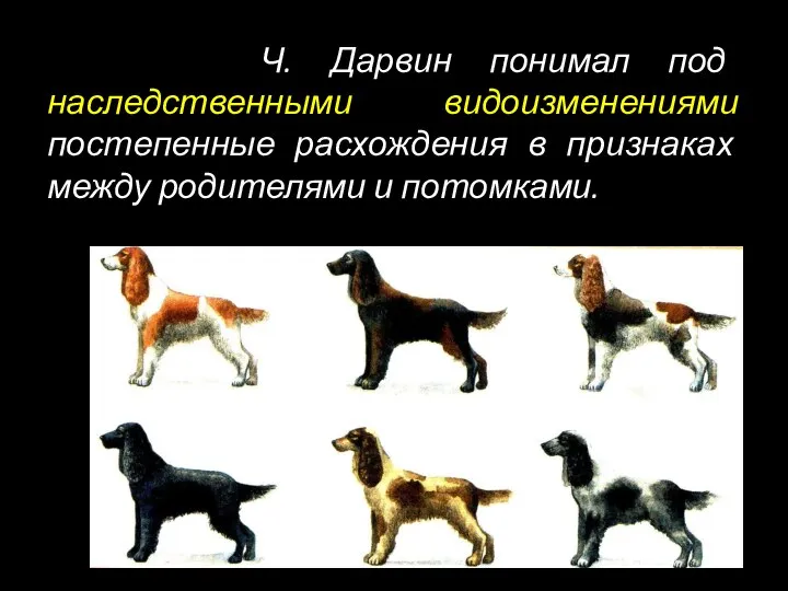 Ч. Дарвин понимал под наследственными видоизменениями постепенные расхождения в признаках между родителями и потомками.