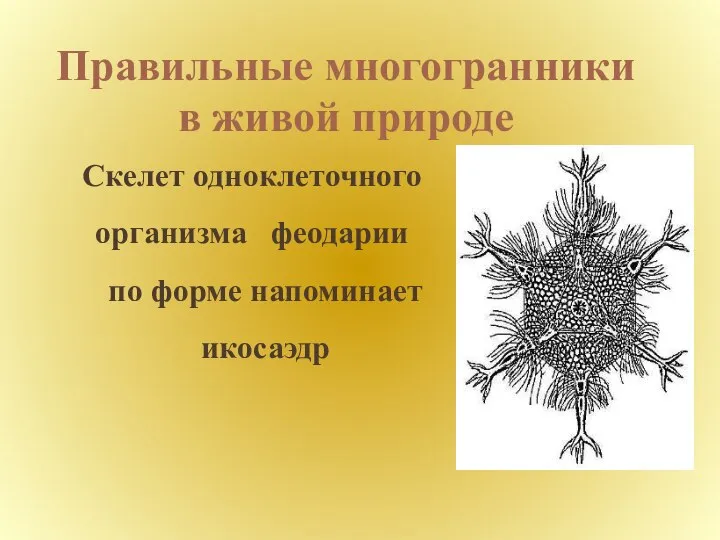 Правильные многогранники в живой природе Скелет одноклеточного организма феодарии по форме напоминает икосаэдр