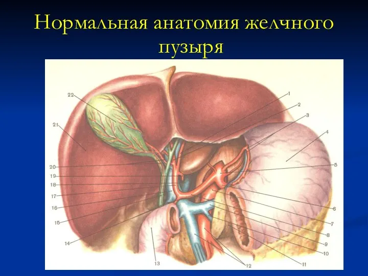 Нормальная анатомия желчного пузыря