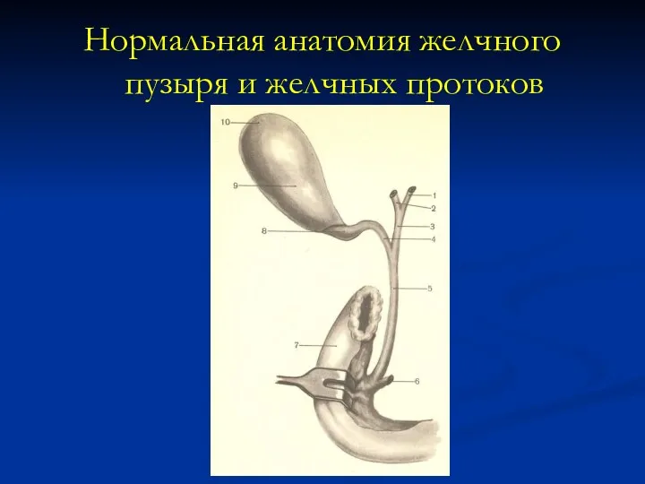 Нормальная анатомия желчного пузыря и желчных протоков