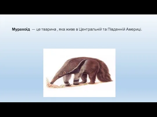 Мурахоїд — це тварина , яка живе в Центральній та Південній Америці.