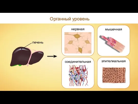 Органный уровень