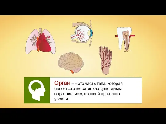 Орган —– это часть тела, которая является относительно целостным образованием, основой органного уровня.