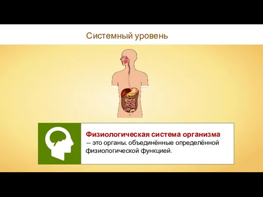 Системный уровень Физиологическая система организма — это органы, объединённые определённой физиологической функцией.