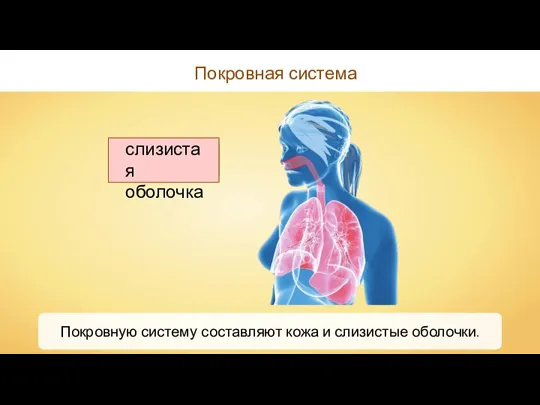 Покровная система Покровную систему составляют кожа и слизистые оболочки. кожа слизистая оболочка