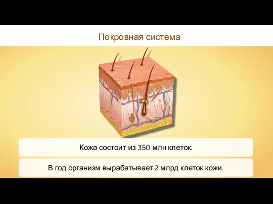 Покровная система Кожа состоит из 350 млн клеток. В год организм вырабатывает 2 млрд клеток кожи.