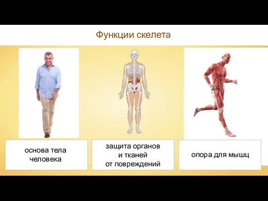 Функции скелета