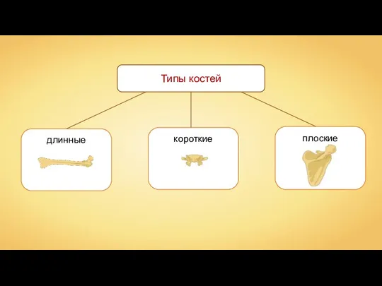 Типы костей