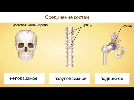 Соединение костей