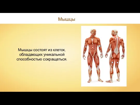 Мышцы Мышцы состоят из клеток, обладающих уникальной способностью сокращаться.