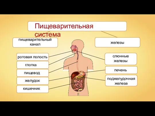 ротовая полость пищевод желудок кишечник глотка печень поджелудочная железа слюнные железы