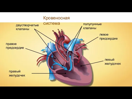 правое предсердие левое предсердие правый желудочек левый желудочек двустворчатые клапаны полулунные клапаны Кровеносная система