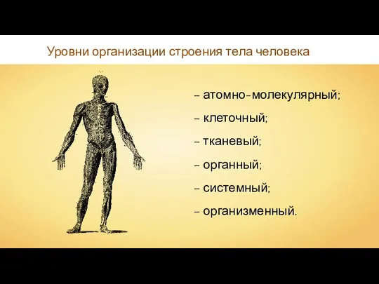 Уровни организации строения тела человека – атомно-молекулярный; – клеточный; – тканевый; –
