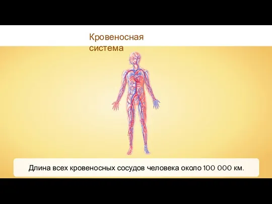 Кровеносная система Длина всех кровеносных сосудов человека около 100 000 км.