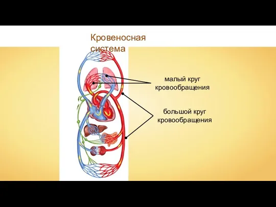 малый круг кровообращения большой круг кровообращения Кровеносная система