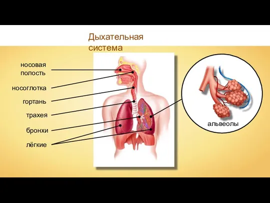 Дыхательная система носовая полость носоглотка гортань трахея бронхи альвеолы лёгкие