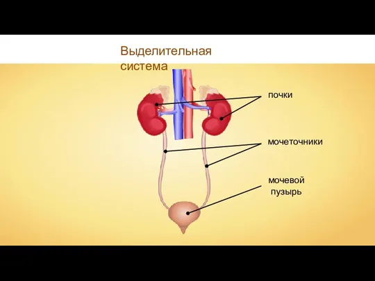 Выделительная система мочеточники мочевой пузырь