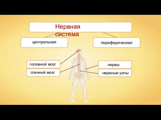 головной мозг спинной мозг нервы нервные узлы