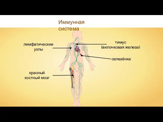 Иммунная система