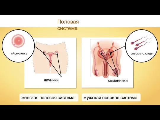 Половая система яичники семенники сперматозоиды яйцеклетка женская половая система мужская половая система