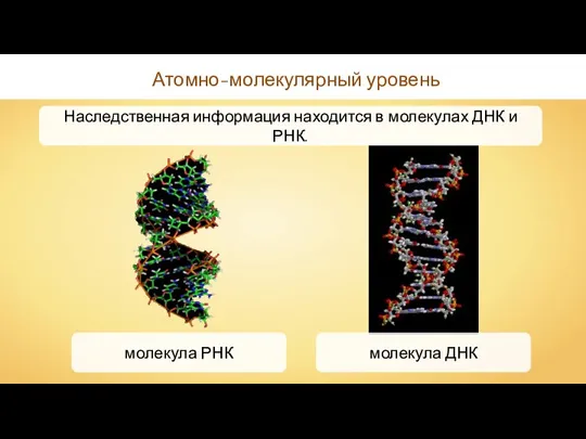 Атомно-молекулярный уровень молекула РНК молекула ДНК Наследственная информация находится в молекулах ДНК и РНК.