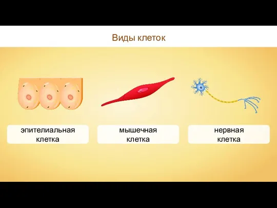 Виды клеток эпителиальная клетка мышечная клетка нервная клетка